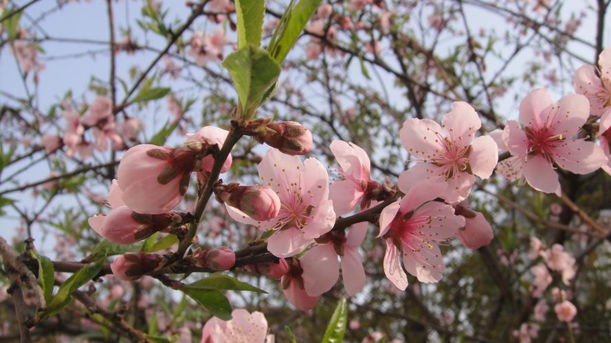 桃花什么时候开