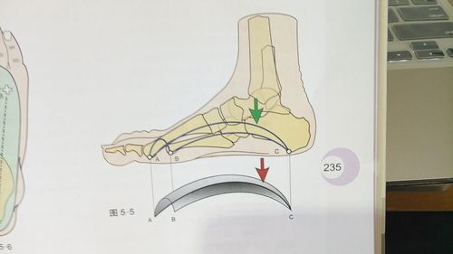 正常足弓如何选跑鞋