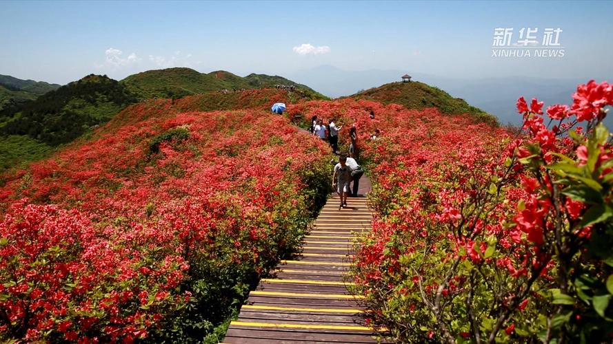 杜鹃花什么时候开