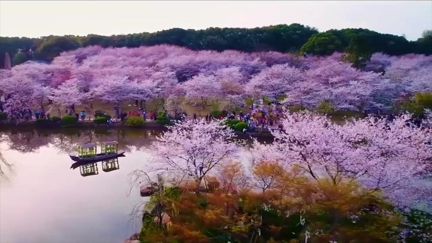 武汉樱花什么时候开