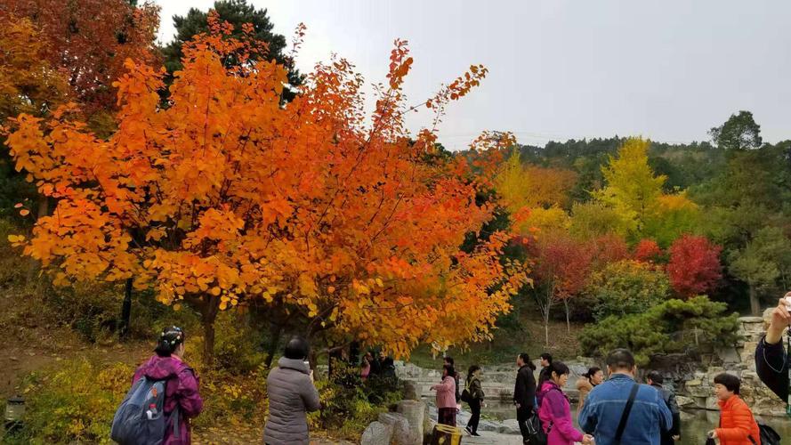 北京香山红叶什么时候红