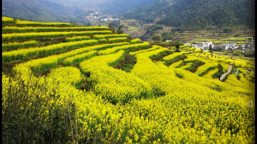 婺源油菜花什么时候开