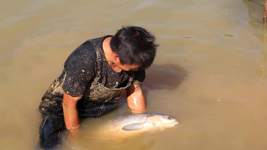 青鱼为什么很少人养