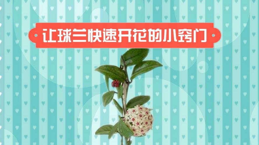 球兰开花时候如何浇水