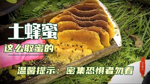 如何分辨真假土蜂蜜