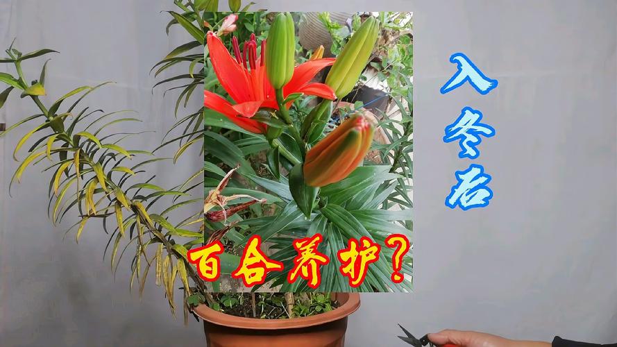 百合花开完花怎么处理