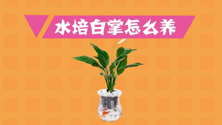 水培植物怎么养