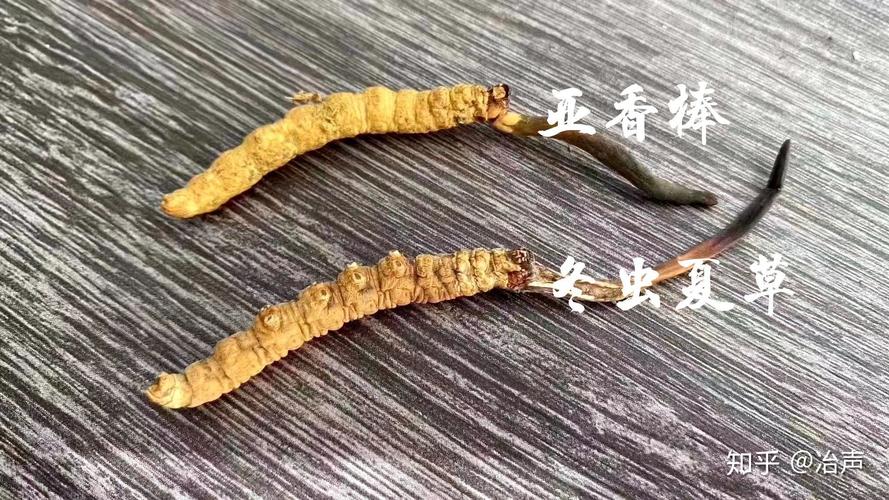 虫草怎么辨别真假