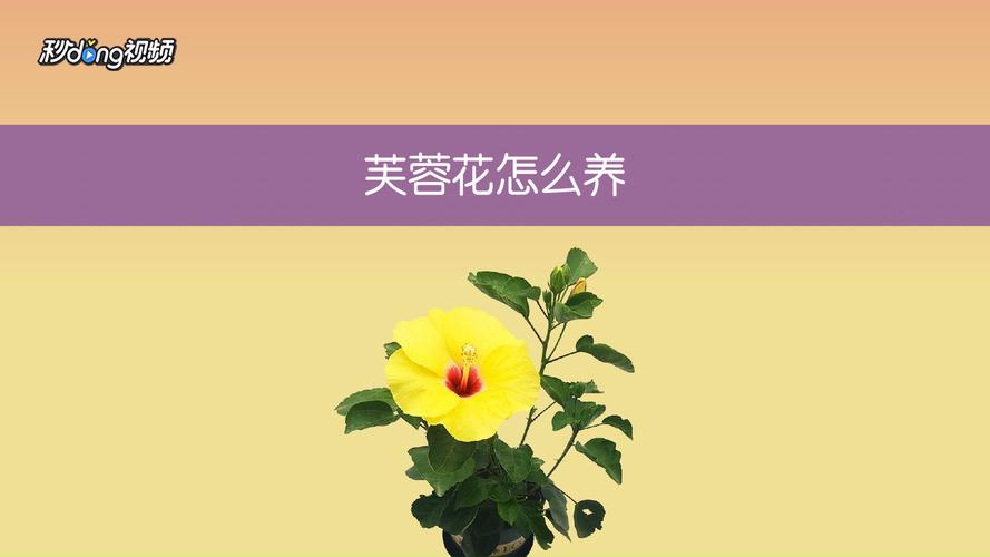 室内养殖芙蓉花要注意什么