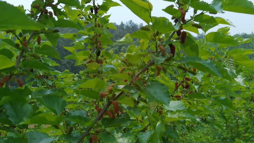 桑树种植出现害虫如何防治