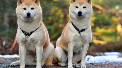 日本秋田犬怎么养