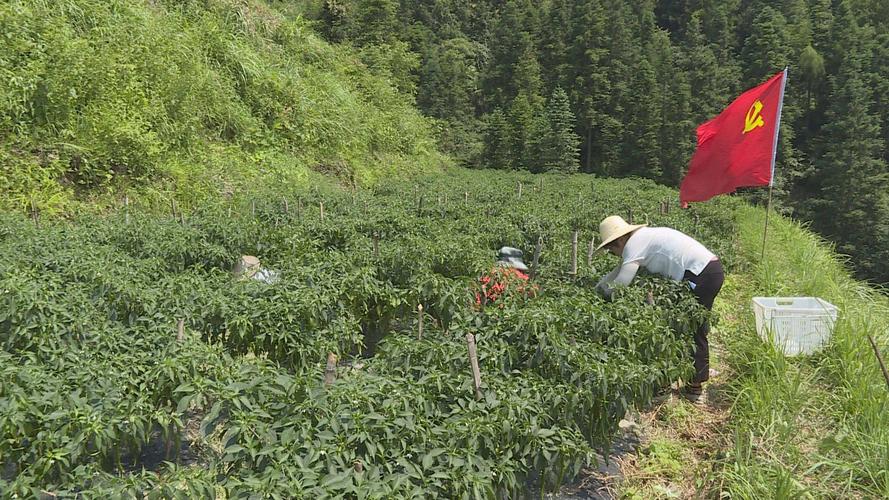 野山椒种植技术是什么