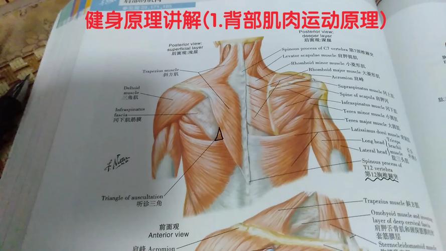 背部肌肉群介绍及重要性