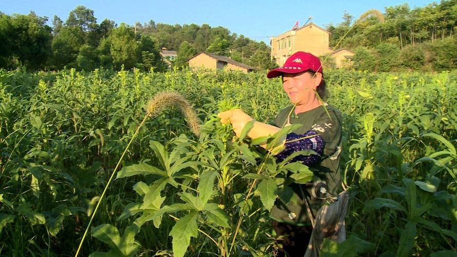 怎样种植黄秋葵