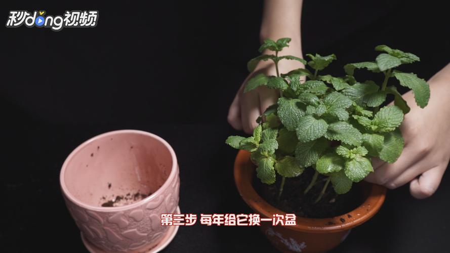 如何养植盆栽薄荷