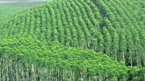 百里香的种植方法是什么