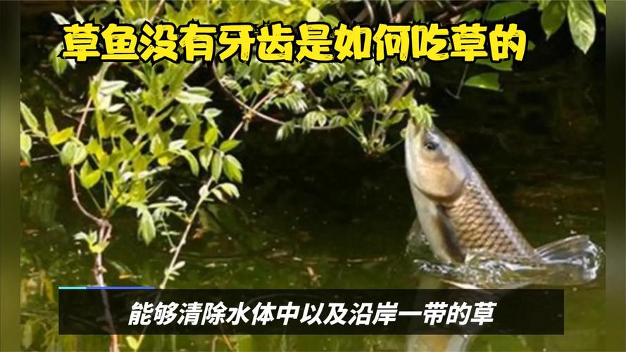 草鱼喂草要注意什么