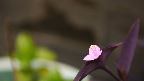 怎样移栽紫鸭跖草