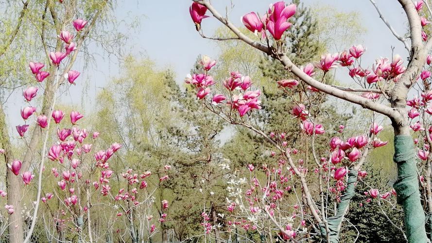 白兰花如何种植