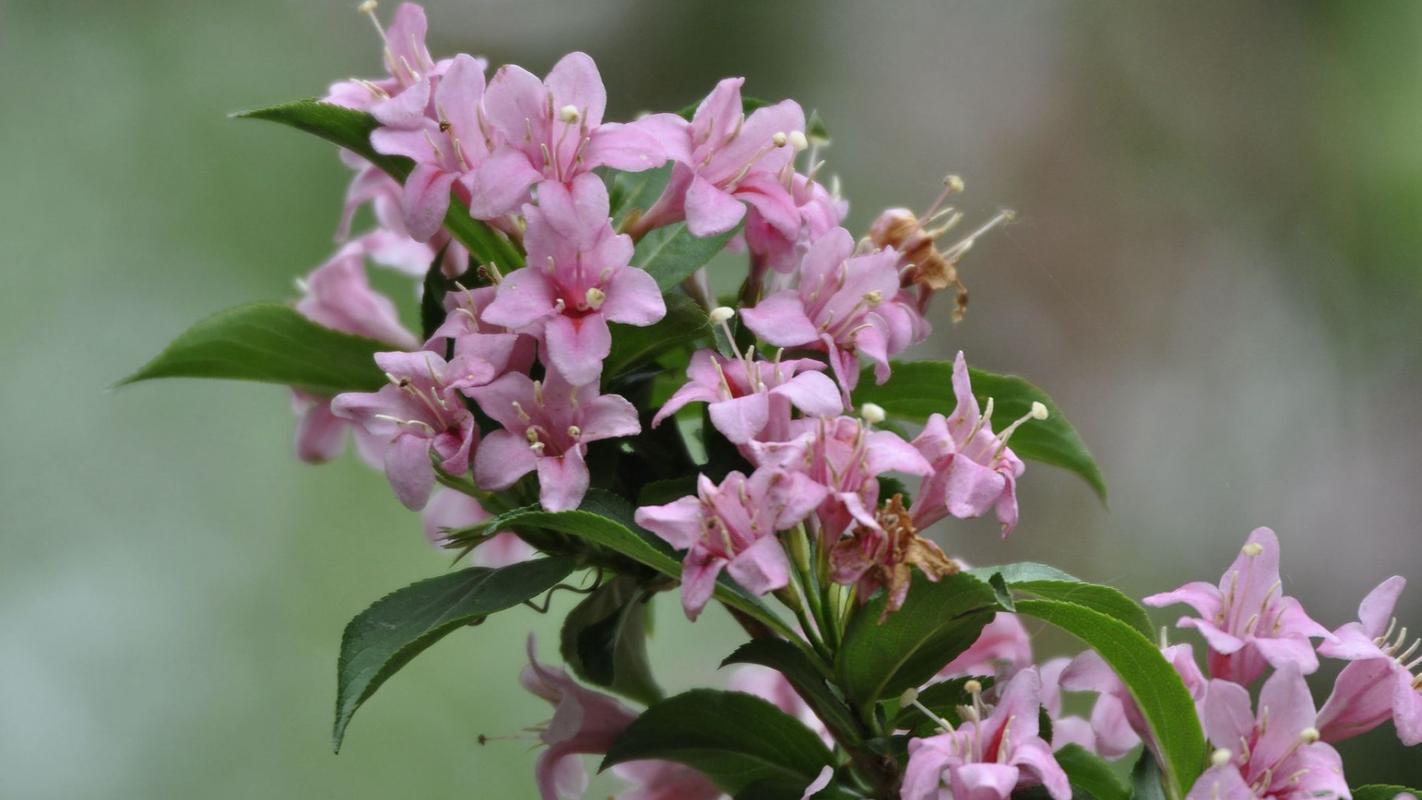 锦带花如何养殖