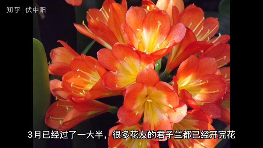 君子兰的花开败怎么处理