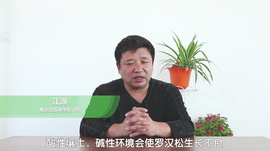 罗汉松的养殖方法和注意事项