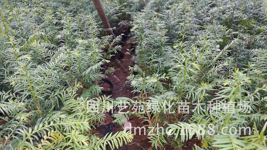 红豆杉的种植方法