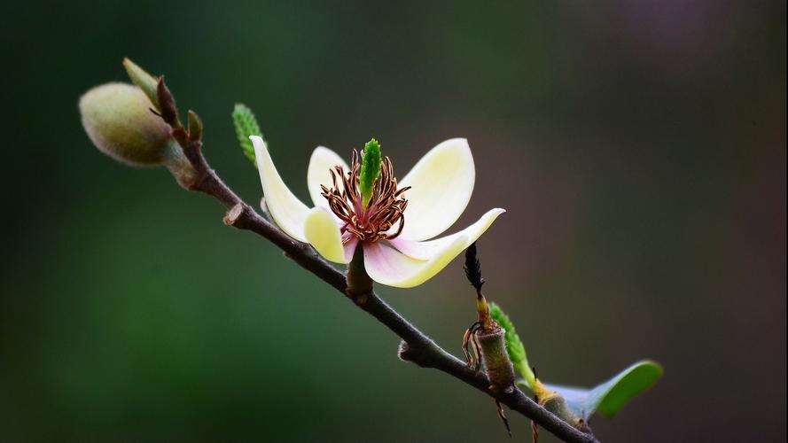 含笑花干枯是什么原因