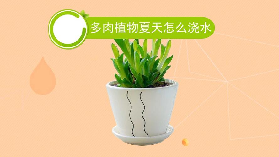 多肉植物怎么浇水