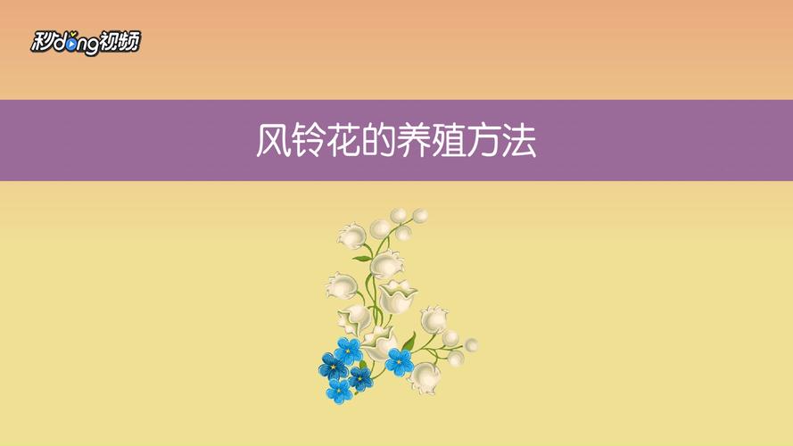 风铃花的养殖方法是什么