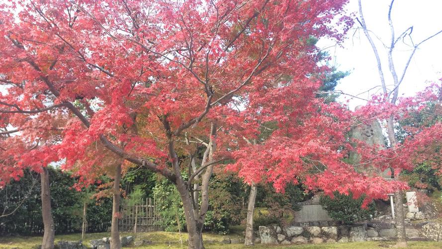 日本红枫苗日本红枫树的种植方法