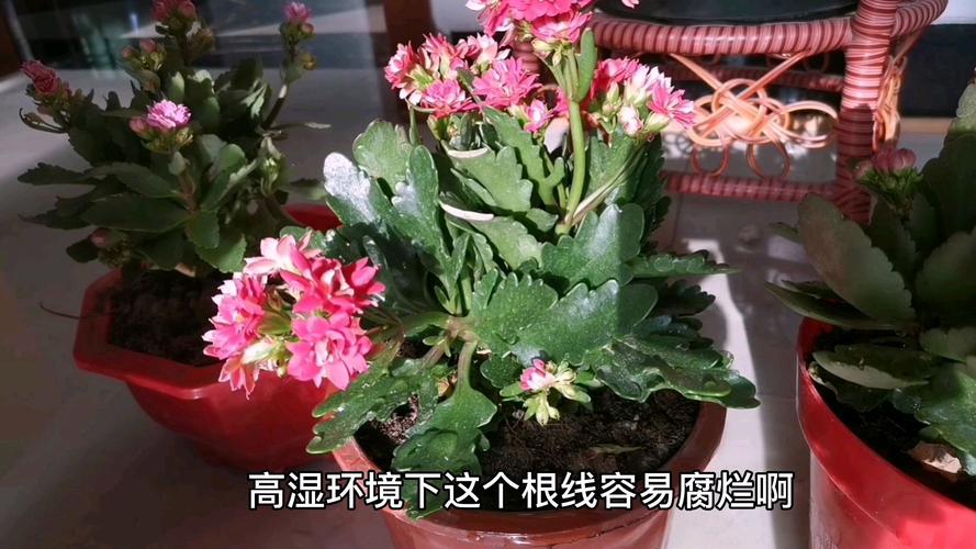 长寿花不开花怎么办