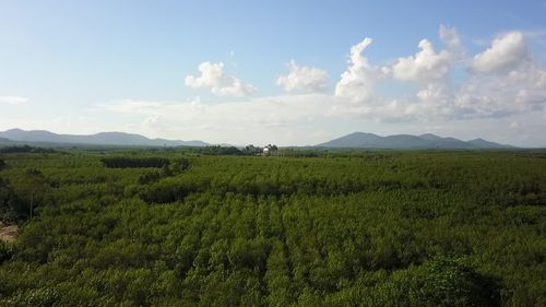 泰国橡胶林在哪里