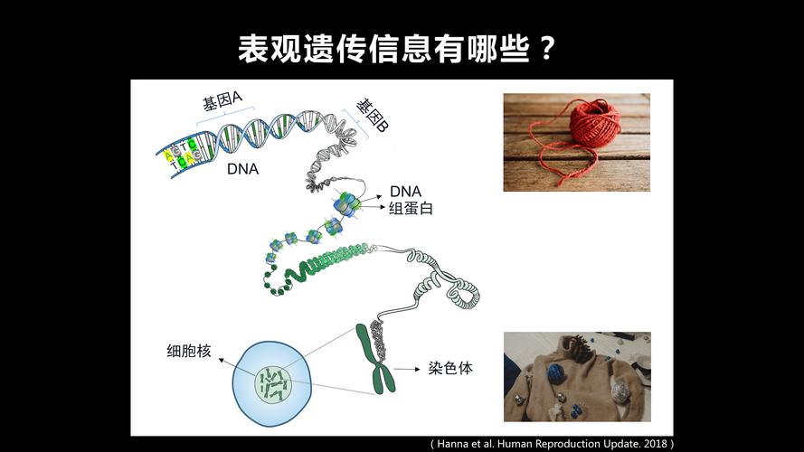 DNA是什么意思啊