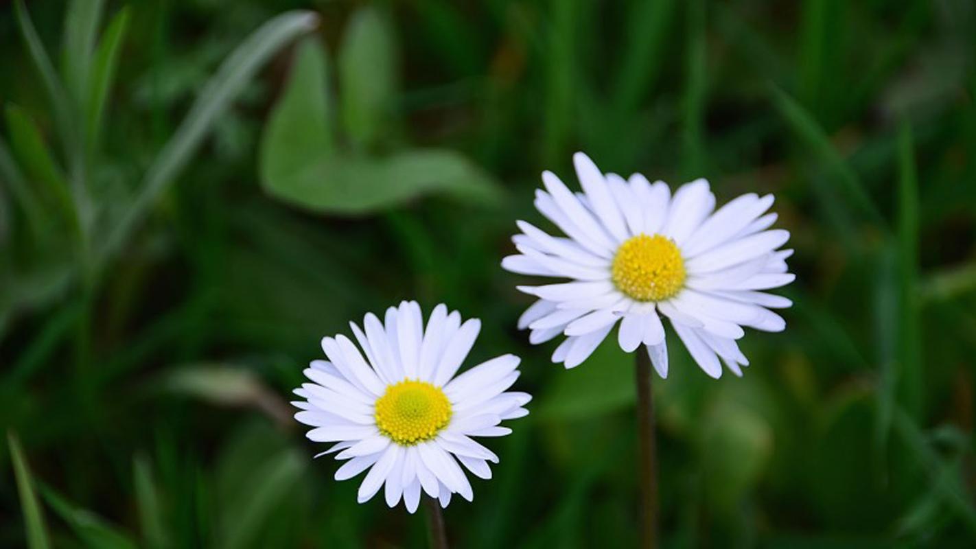 雏菊花语是什么