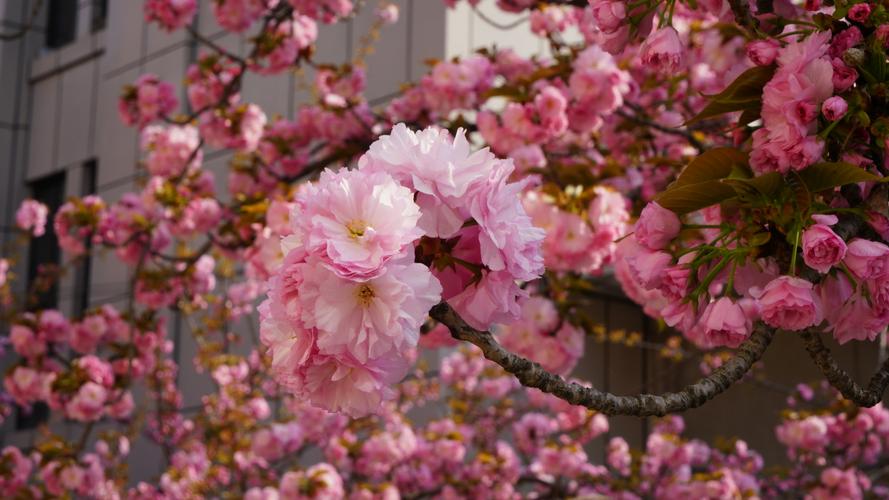 樱花什么时候开