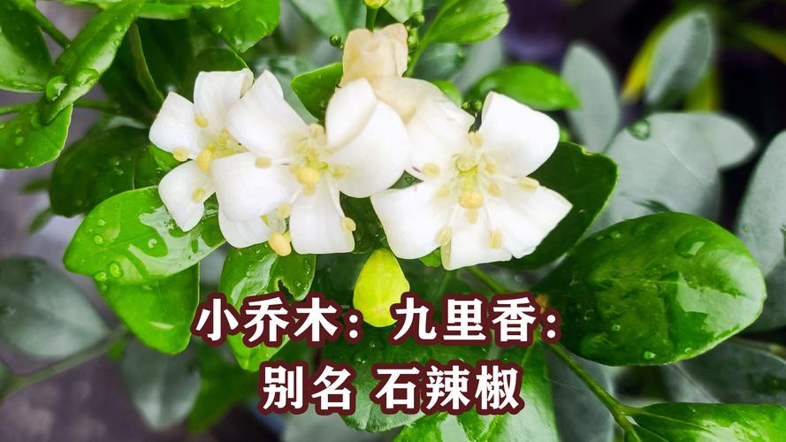 九里香什么时候开花