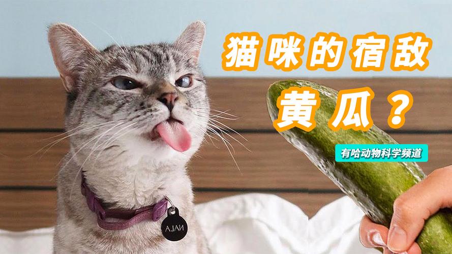 猫为什么怕黄瓜