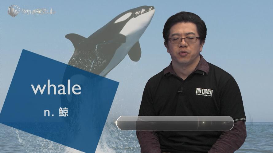 whale是什么意思