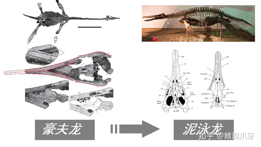 swimfin泳鳍哪里卖