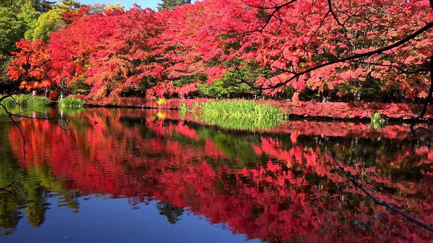 10月份的日本哪里最美