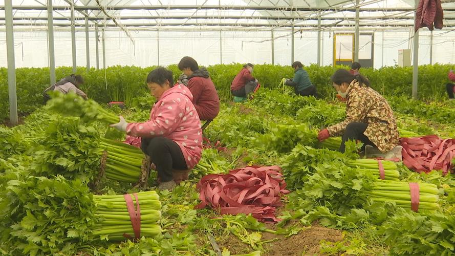 河南蔬菜种植基地在哪里