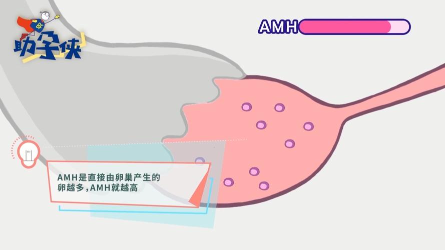 amh是什么检查项目