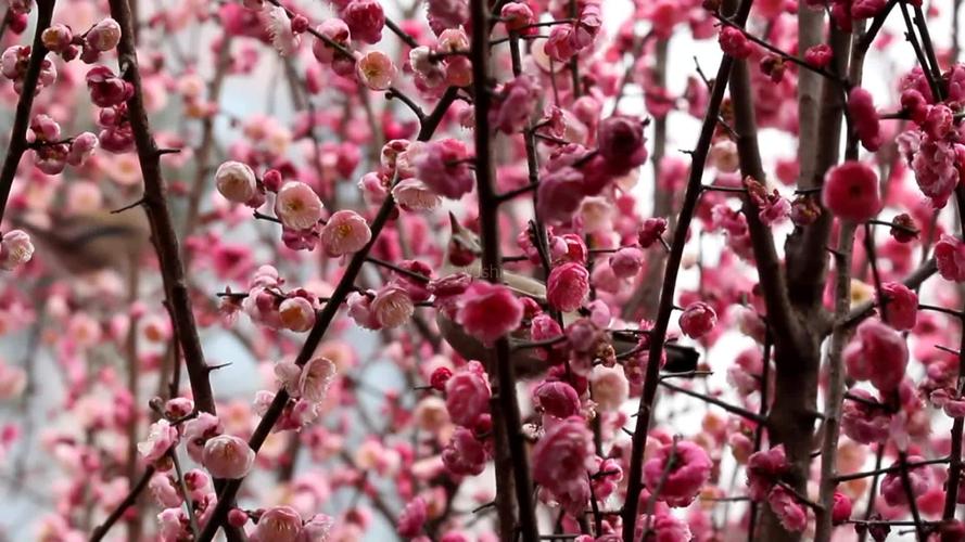 什么的梅花什么的梅花什么的梅花