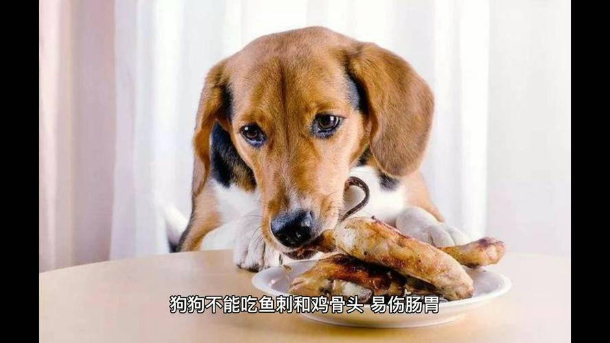 狗狗能吃什么不能吃什么