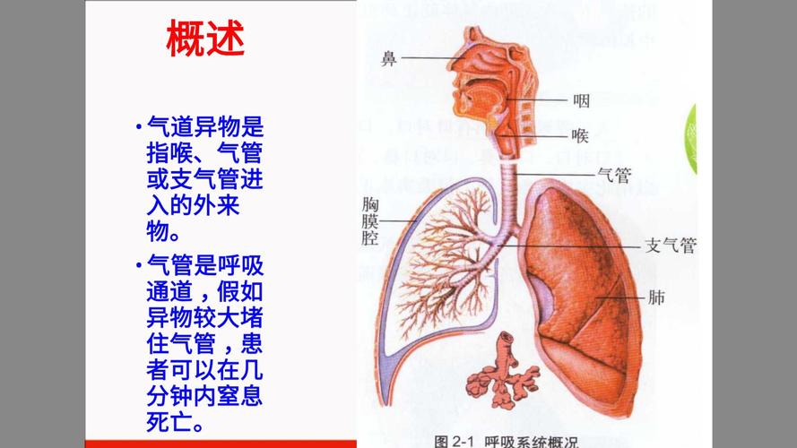 下呼吸道是指什么部位