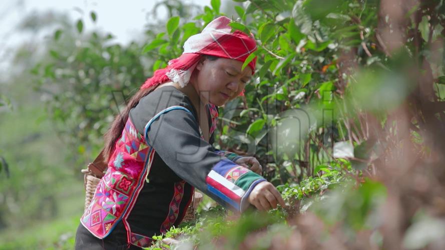 穿青人是什么民族的人