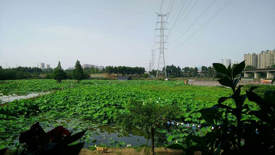 重庆荷塘悦色湿地公园在哪里