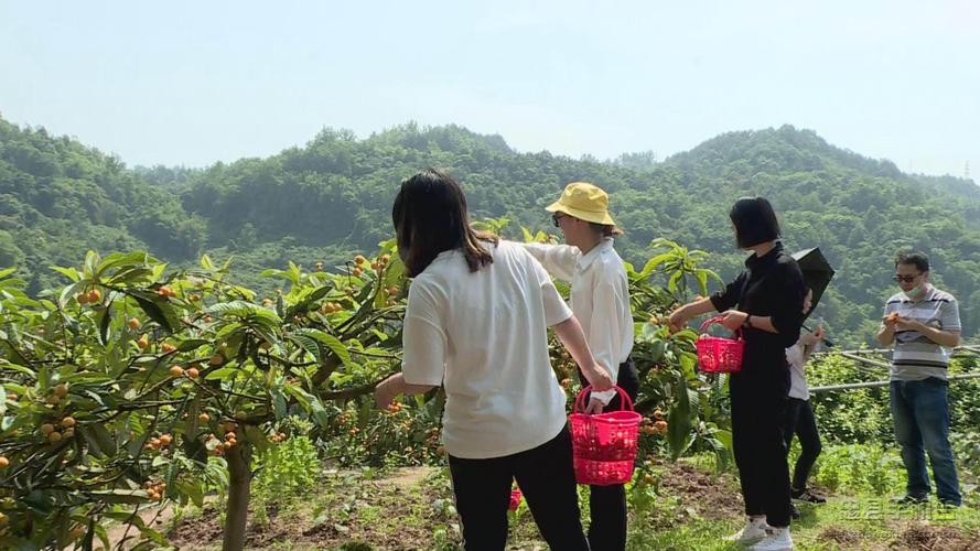 重庆4月份到哪里摘枇杷