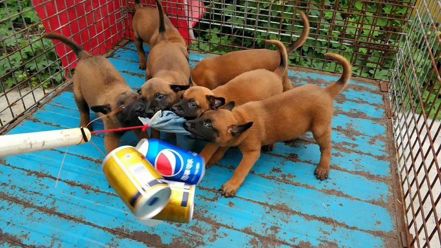 白云区哪里有马犬幼犬出售